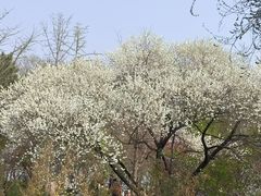 -中央广播电视塔