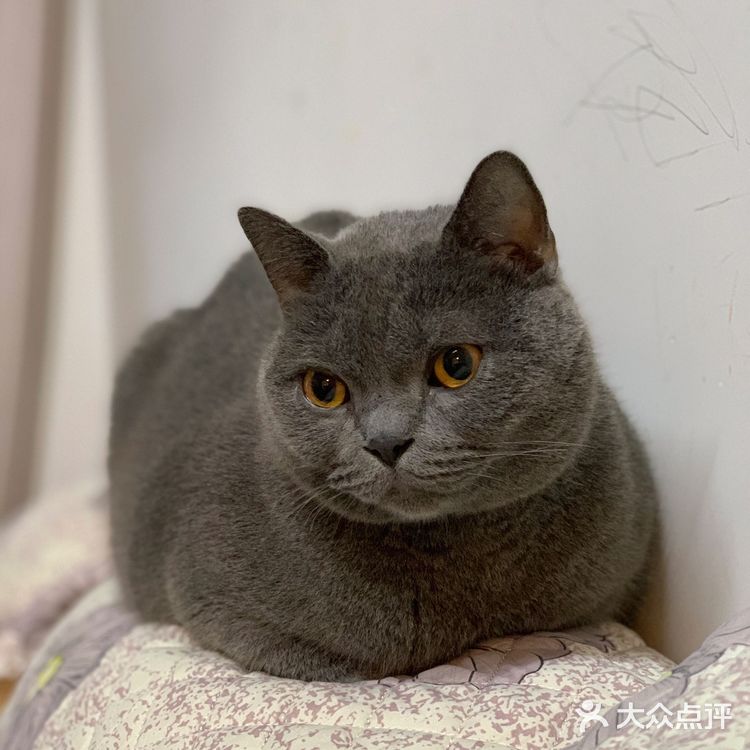 肥的流油、活波可爱的小猫咪!