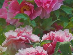 -曹州百花园