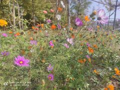 -上海长兴岛郊野公园