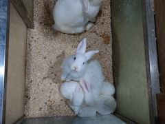 -上海大自然野生昆虫馆
