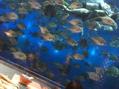 -瑞德姆美人鱼海底演艺主题餐厅(亚龙湾店)