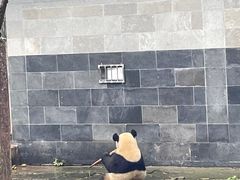 -中国大熊猫保护研究中心雅安碧峰峡基地