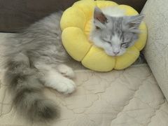 -宠福鑫康馨动物医院·骨科·眼科