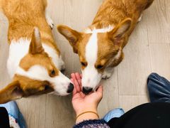 -浣熊柯尔鸭土拨鼠·电玩咖