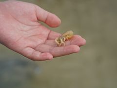 -红树林天天赶海