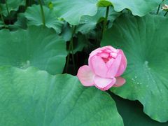 -陈家山荷花公园