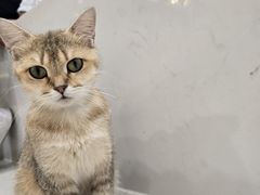 -共舞时光猫咖·狗咖(新街口店)