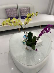 -agge蛋白医美