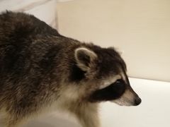 -浣熊柯尔鸭土拨鼠·电玩咖
