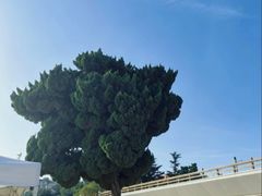 -青岛第一海水浴场