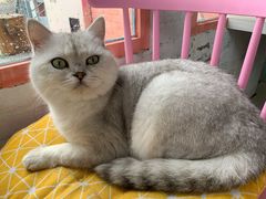 -喵屿·大理花园猫咖