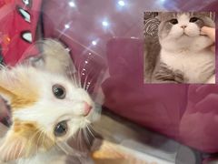 -四月宠物医院·猫专科·心脏专科·内科(转塘店)