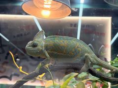 -上海大自然野生昆虫馆(东方明珠·爬宠昆虫探索中心)