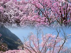 -九皇山景区