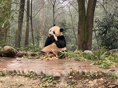 -中国大熊猫保护研究中心雅安碧峰峡基地