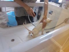-70cat德文卷毛猫·缅因猫纯种猫舍