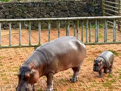 -海南热带野生动植物园