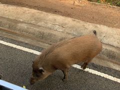 -清迈夜间动物园