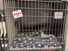 -瑞派·关忠动物医院·猫专科·犬专科(三环新城店)