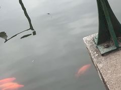 -西湖外事游船(花港观鱼码头)