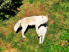 -石家庄市动物园