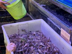 西河河虾-八仔大富楼·河鲜(西江店)