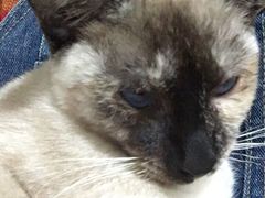 -瑞派康怡24h宠物医院·犬猫医疗中心·微创绝育(瑞景分院)