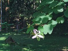 -中国科学院西双版纳热带植物园