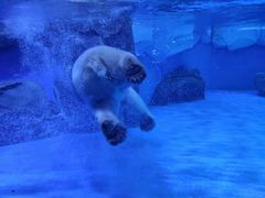 -上海海昌海洋公园-冰山北极馆