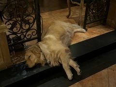 -火车头法国西餐厅