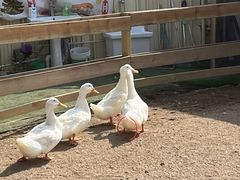 -HERRE·FARM 赫尔露营农场·团建聚会包场