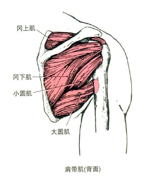 高度(略高于头顶)
底部站稳,收紧核心(腹部),上肢肩胛骨打开(锁定)