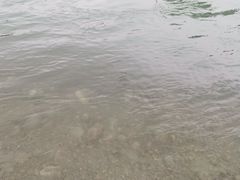 -三道苗苗鱼(三道堰老字号店)