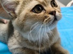-伟伟宠物医院·CT影像中心·瑞派犬猫综合性门诊(汉口总院)