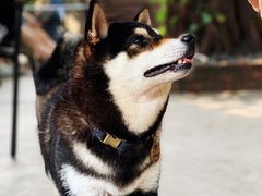 -柴犬高等学院·狗咖·柴犬售卖·宠物训练