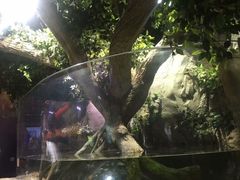 -迪拜水族馆及水下动物园