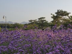 -深圳湾公园(南山区)