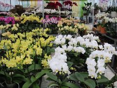 -三圣花乡旅游区