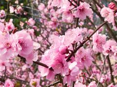 -铁山坪森林公园