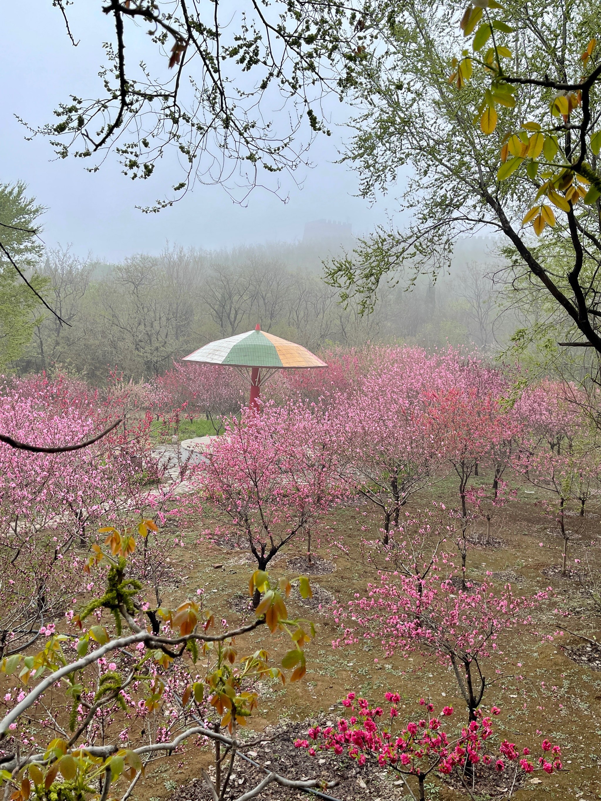 桃花林壁纸图片