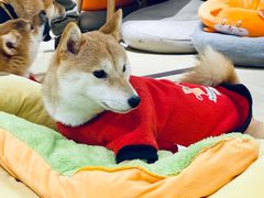 -逗柴咖啡屋·狗咖猫咖宠物桌游