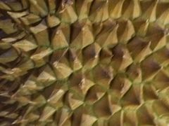 泰国冻金枕榴莲肉-水果地带(中航国际店)