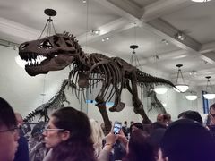 -美国自然历史博物馆