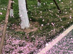 -洨河生态公园
