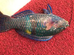 -旅南活海鲜-屏东(墾丁海鮮，海鮮餐廳，墾丁團體合菜，平價熱炒，墾丁熱炒店，活海鮮推薦，在地海鮮餐廳)