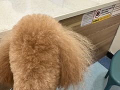 -萌兽医馆·犬猫专科·眼科中心·宠物医院(朝阳门分院)