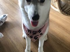 -Husky Go! 哈士奇体验馆·宠物咖啡厅狗咖