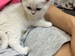 -屋虎猫馆(宝安大仟里店)