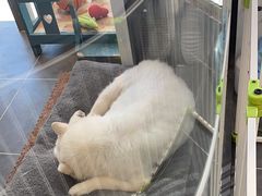 -萌兽医馆·眼科·异宠专科(三里屯店)